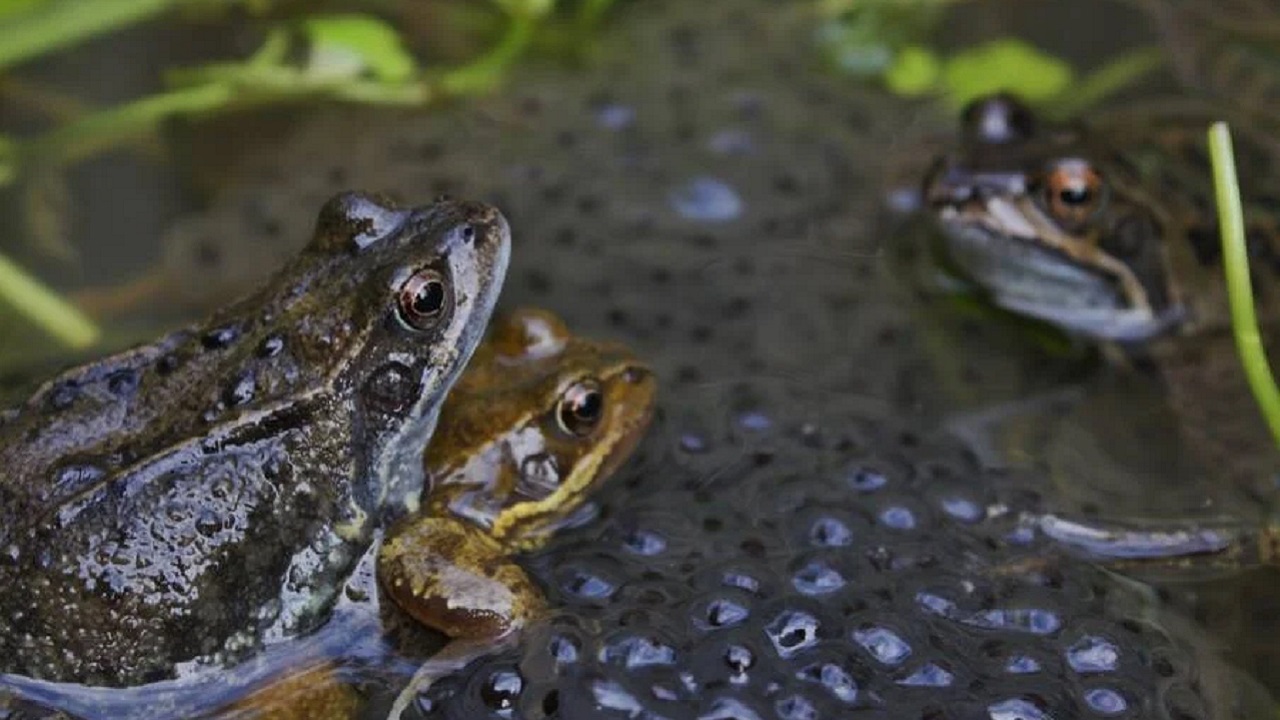 Rãs fêmeas se ‘fingem de mortas’ para evitar reprodução, aponta estudo