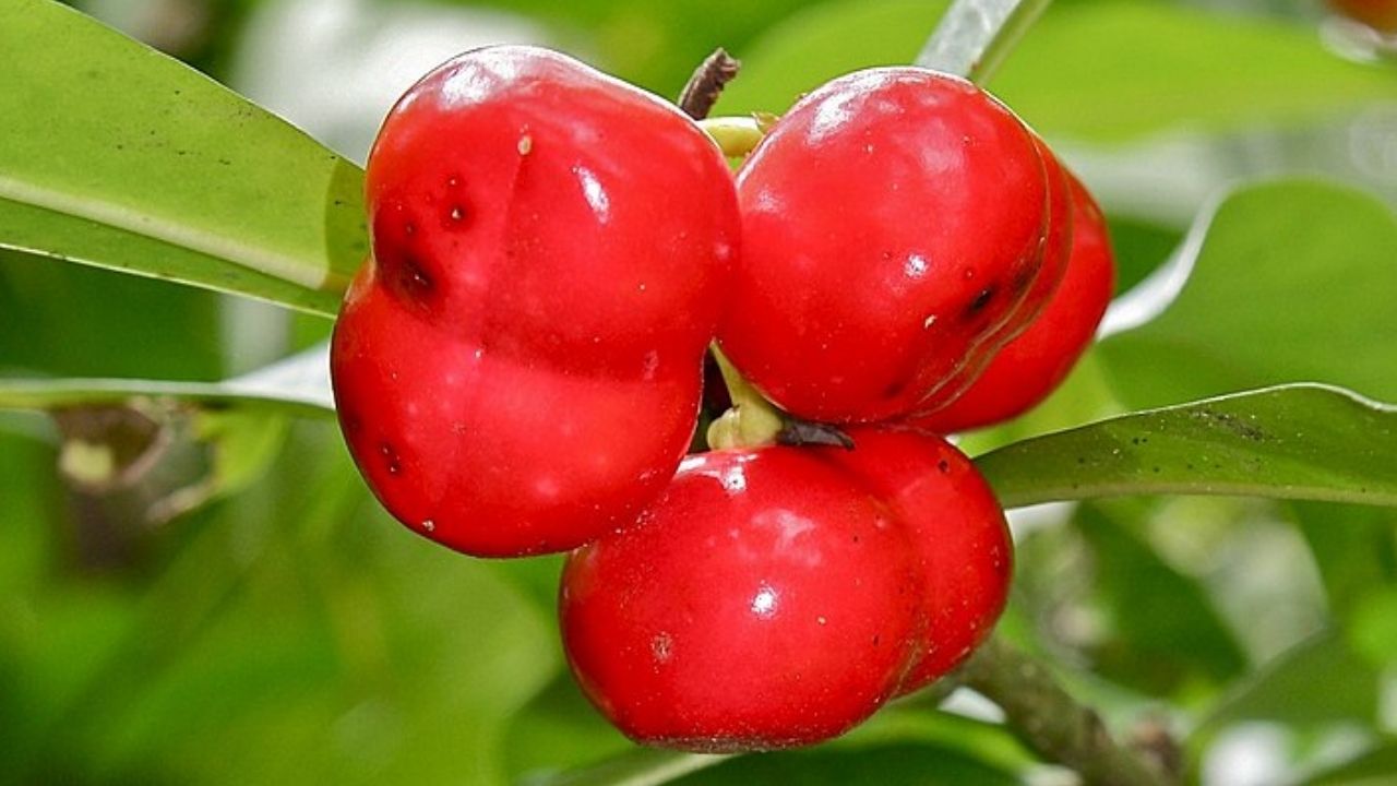 Dupla de crianças colombianas morre após comer fruta venenosa