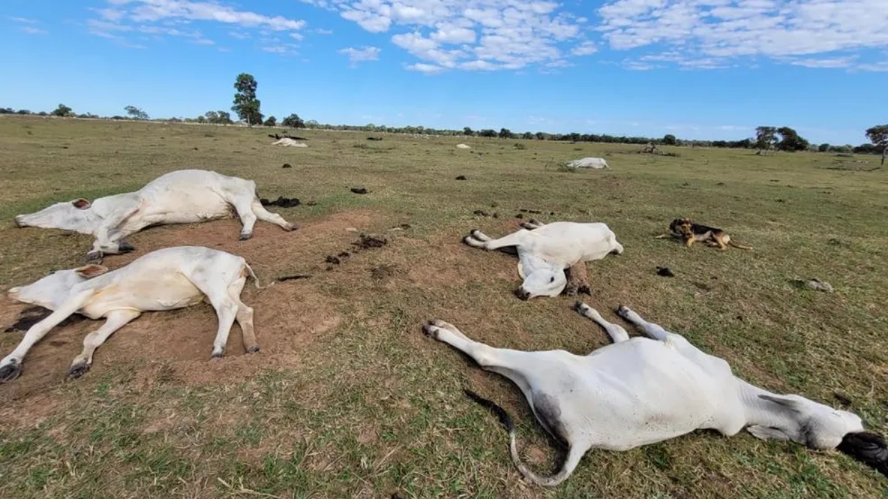 Frio mata mais de 1.050 cabeças de gados no Mato Grosso do Sul