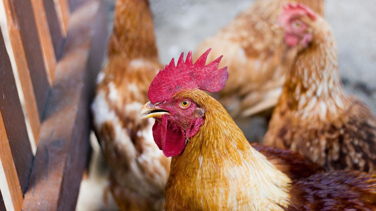 16 milhões: França abate número recorde de aves devido à gripe aviária