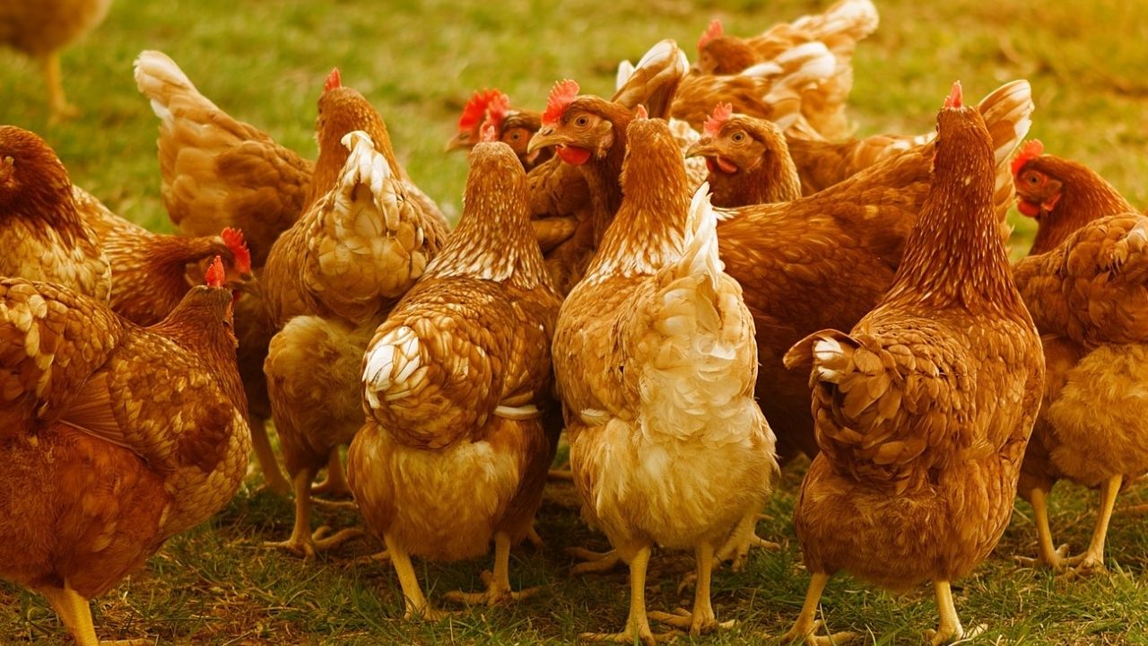 Calor mata quase 400 mil galinhas no Uruguai