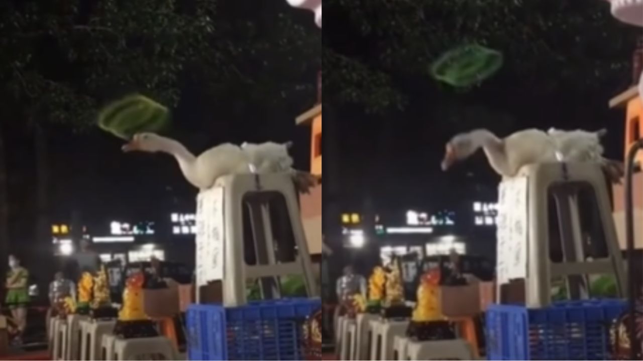 Ganso amarrado desvia de argolas arremessadas em ‘brincadeira’ de parque de diversões