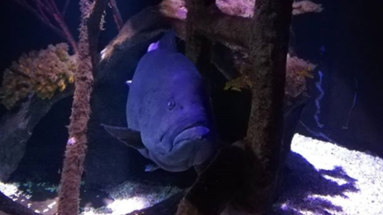 Devorou todos os colegas: a saga do peixe solitário da Finlândia