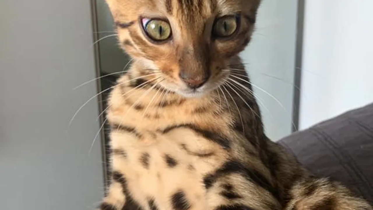 O que aconteceu com a gata confundida com onça e solta na mata?
