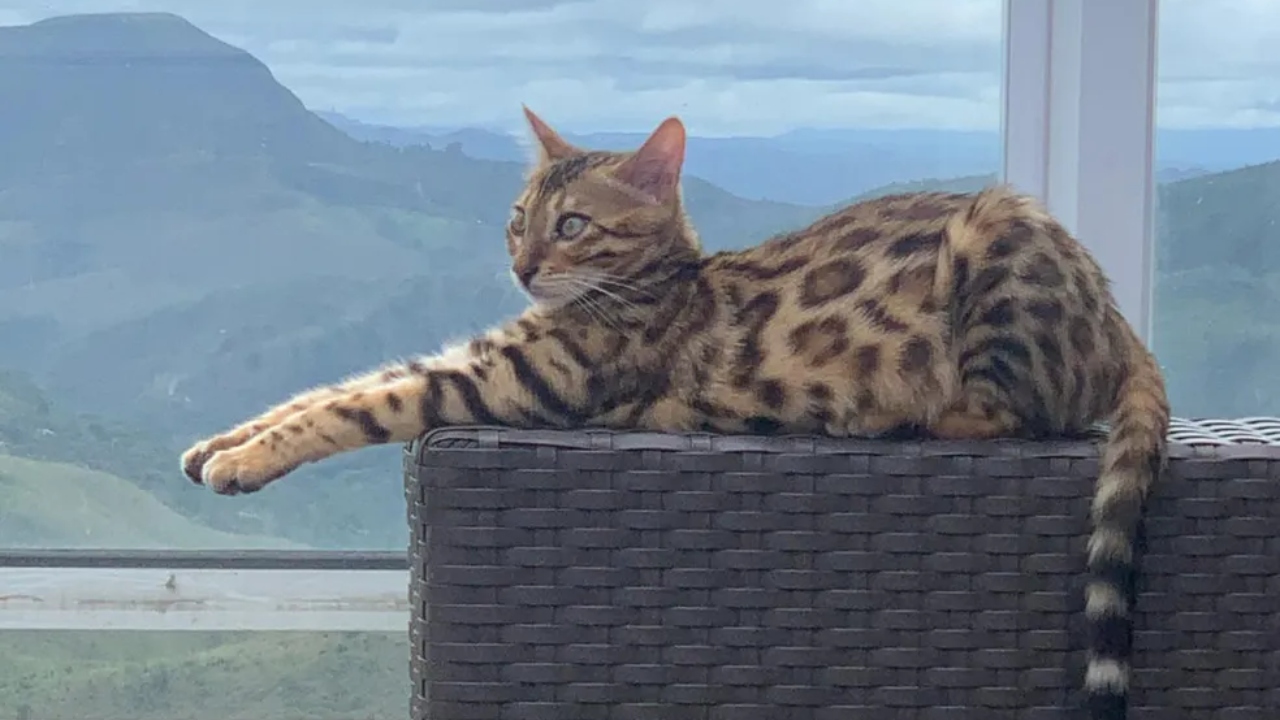 Gata da raça Bengal é confundida com onça e solta por bombeiros em mata