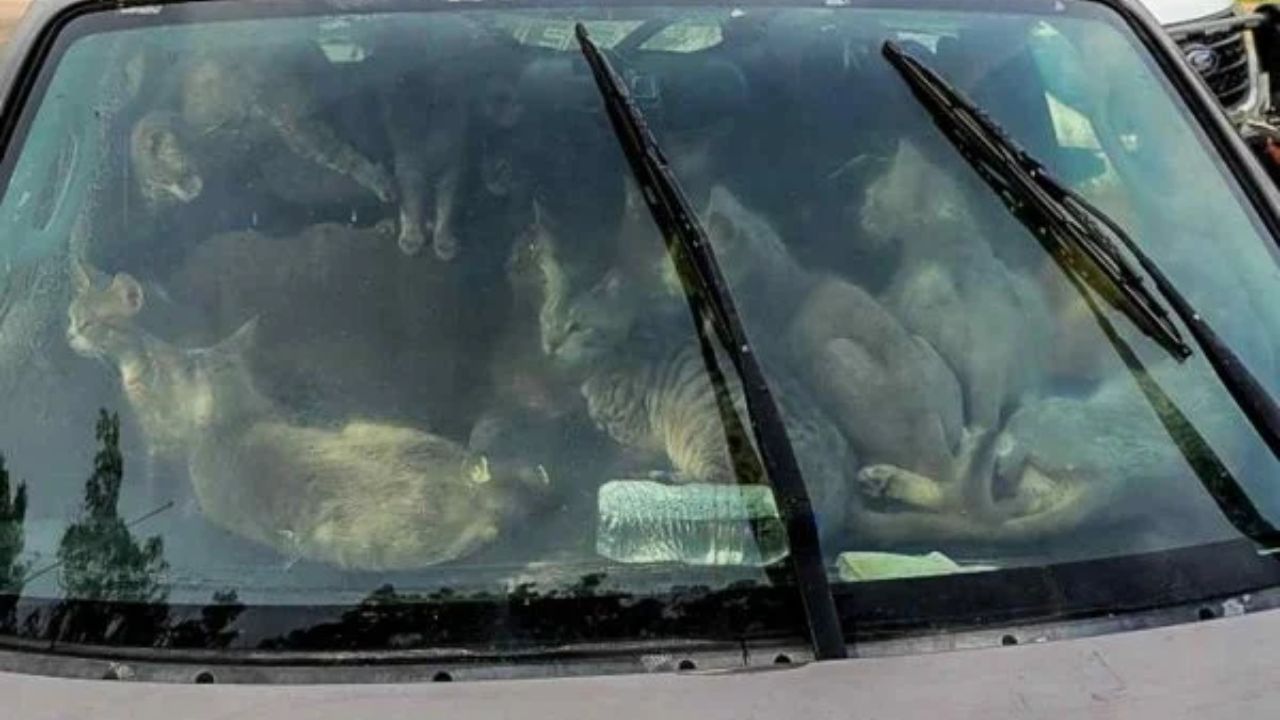 Homem é parado em rodovia com 47 gatos dentro do carro