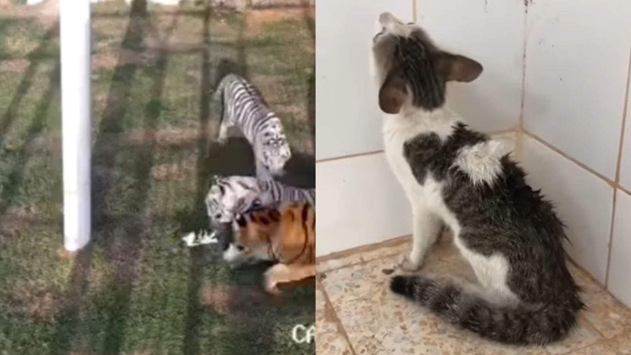 Em Dubai, gata atacada por tigres da família real é adotada por princesa