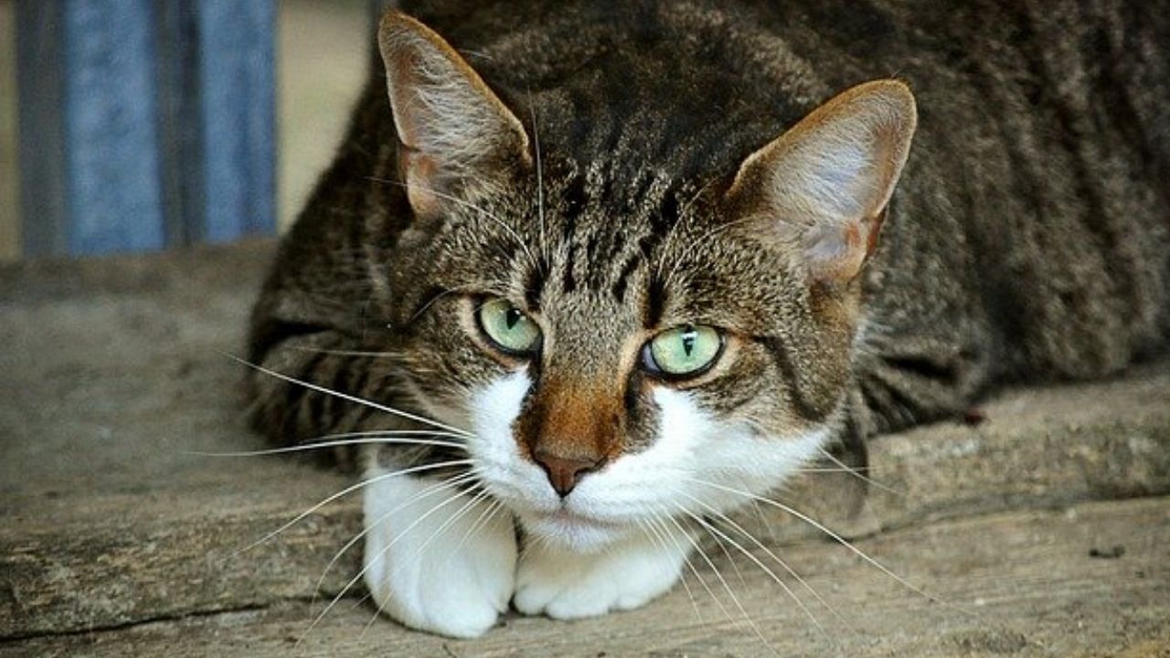 Gato que morreu há 12 anos recebe formulário para ser eleitor nos Estados Unidos