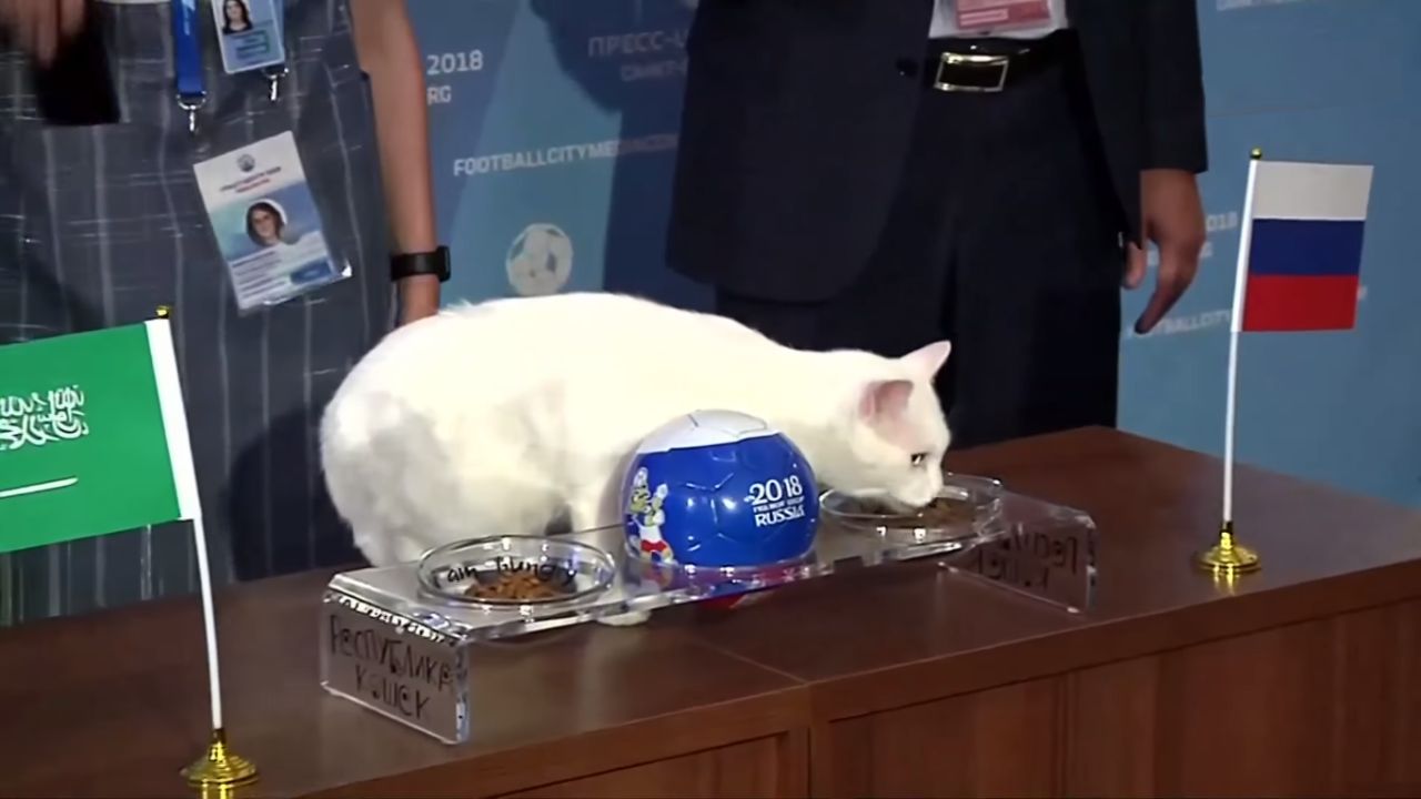 Aquiles: Relembre a trajetória do gato que acertou previsões na Copa do Mundo
