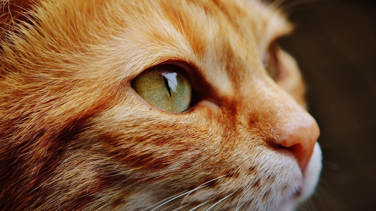 Pesquisadores revelam que gatos foram domesticados há 10 mil anos