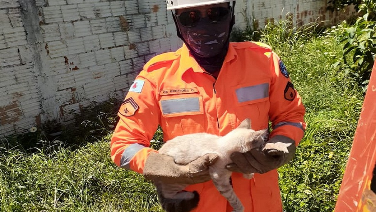Após 10 dias sumido, gato é resgatado por bombeiros em coqueiro de oito metros