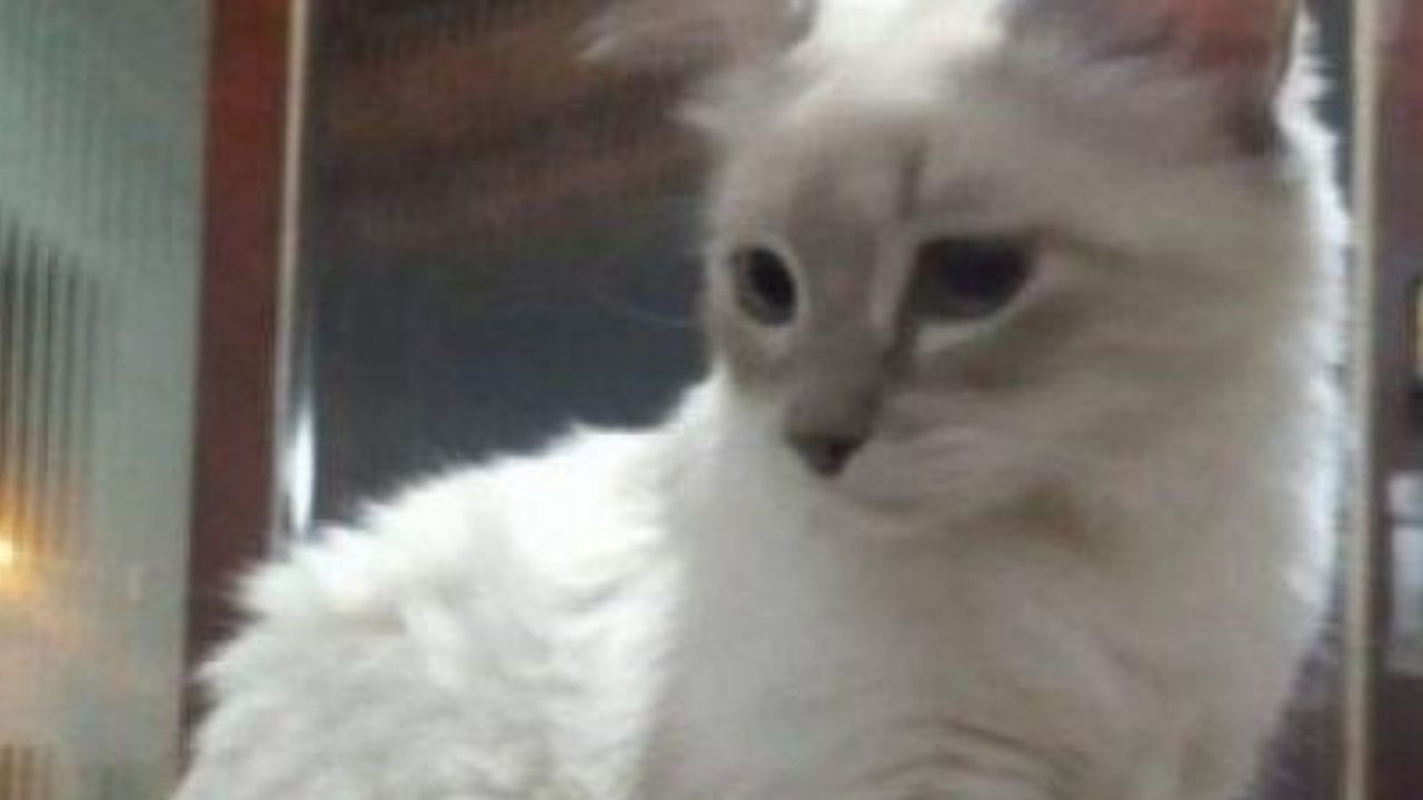 Gata com poucos meses de vida se torna o primeiro animal infectado com o novo coronavírus no Brasil