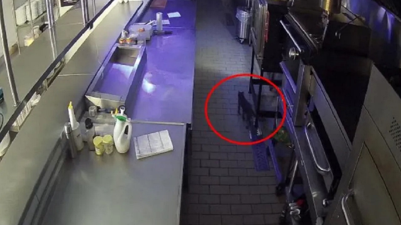 Vazamento de gás que explodiu restaurante pode ter sido ocasionado por gato, diz perícia