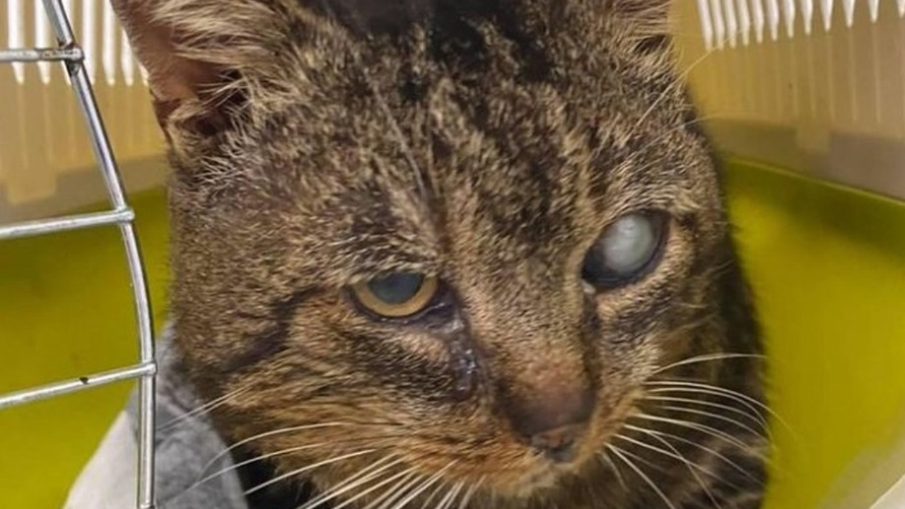 Francês de 81 anos tinha 100 gatos mortos em sua casa
