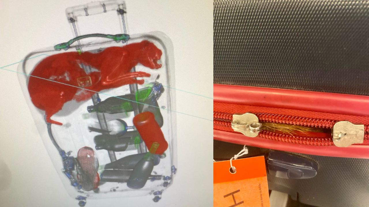 EUA: Aeroporto encontra gato dentro de mala de viagem
