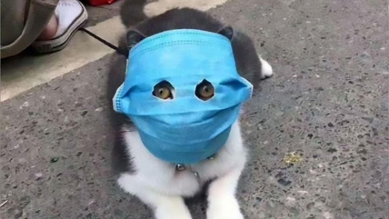 Rússia anuncia desenvolvimento de vacina contra covid-19 para gatos e furões