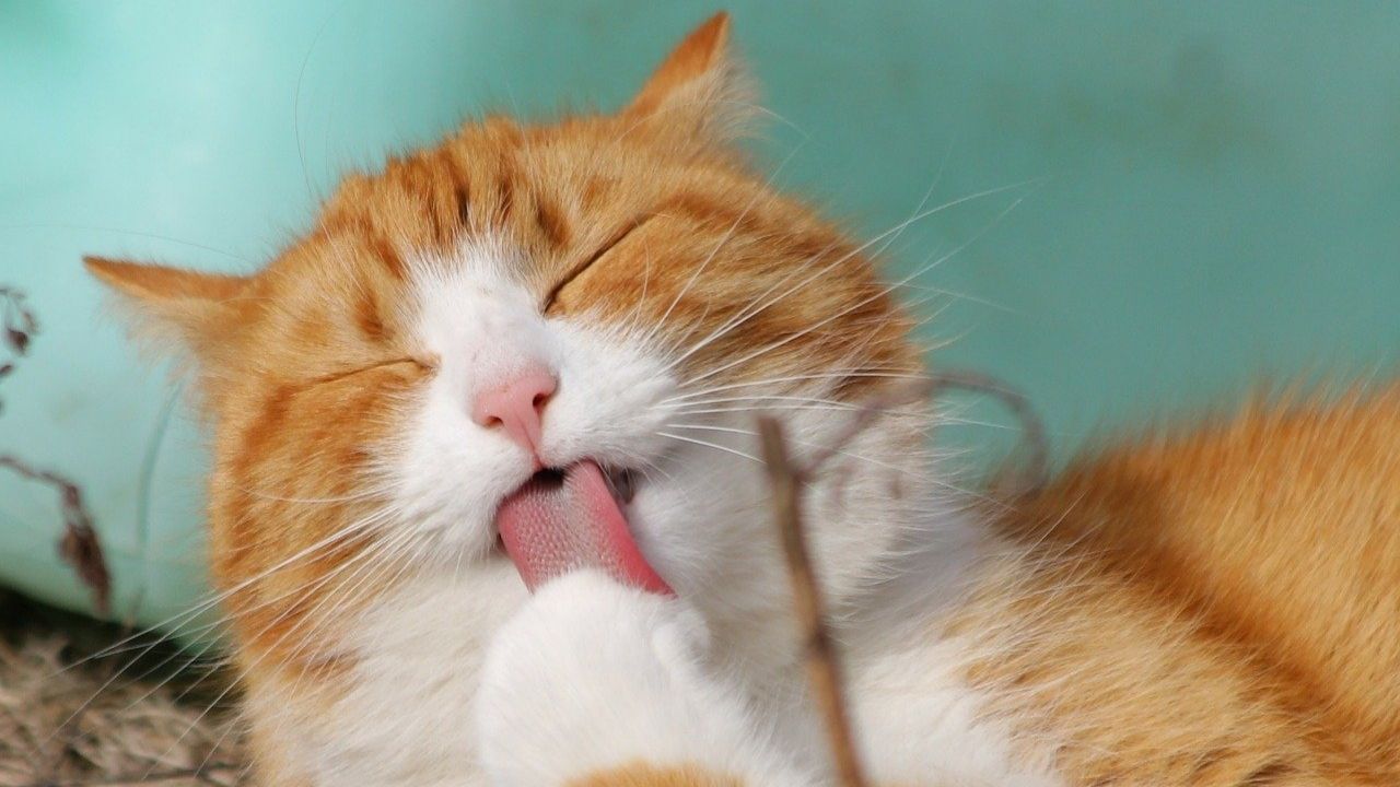 Predominância maior de gatos é uma realidade nos lares brasileiros