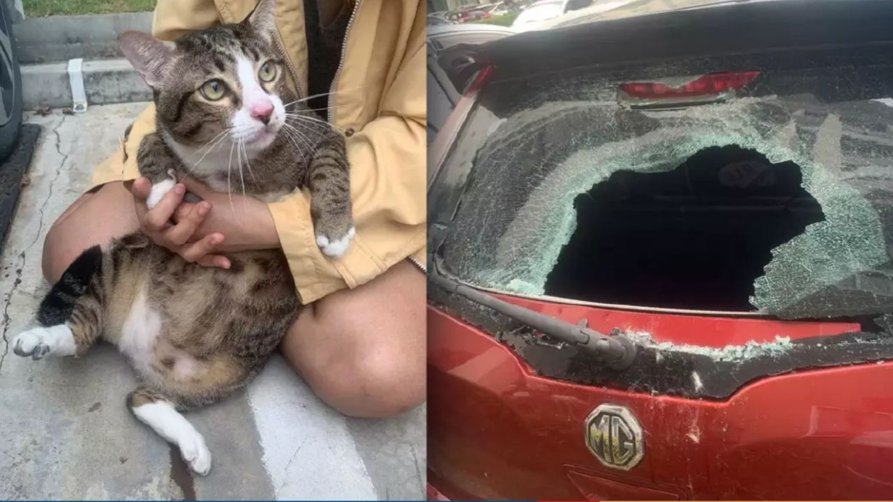 9 vidas: Gato gordo sobrevive após queda de seis andares que espatifou vidro de carro