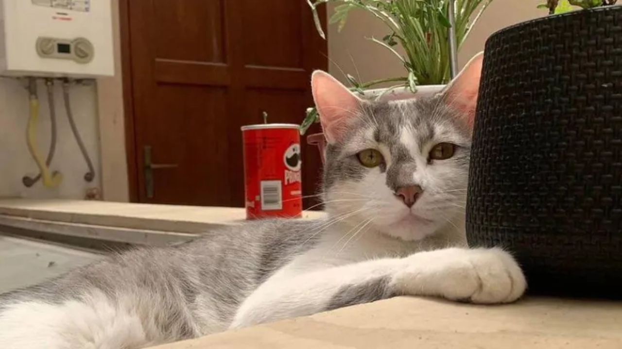 ‘Médium animal’ é chamada para encontrar gato desaparecido em voo na Bolívia
