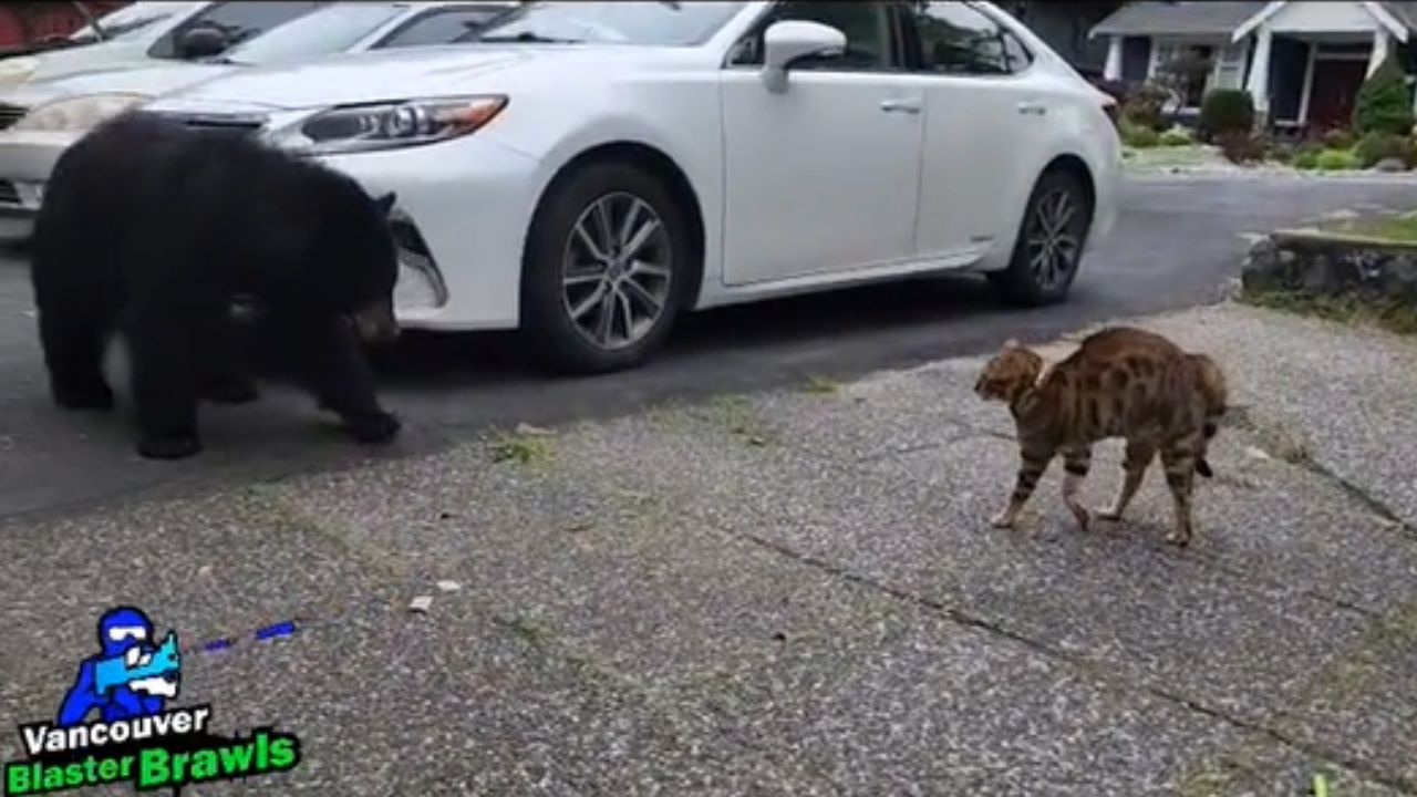 Tiktok: Dono de gato descobre o animal afugentando um urso