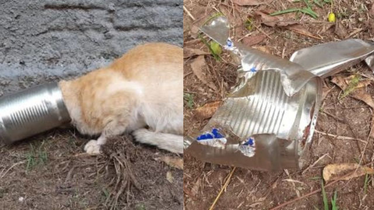 Gato é encontrado com cabeça completamente presa em lata