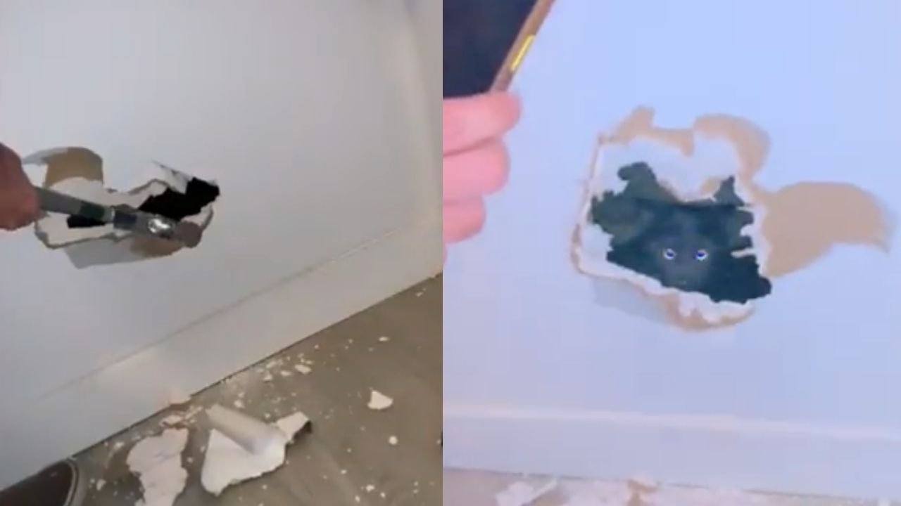 Família encontra gata ao quebrar parede de casa