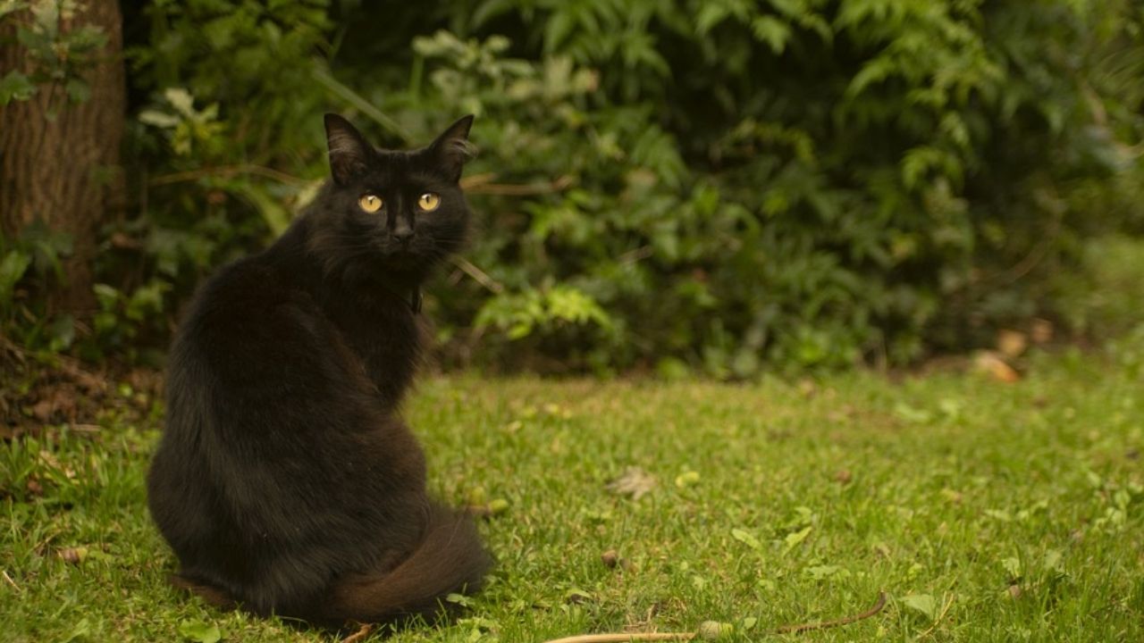 Nova Zelândia: Gato ladrão rouba cachimbo, saco de pó branco e mais
