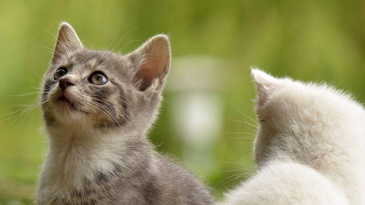 Em testamento, homem deixa parte de seu dinheiro para 50 gatos