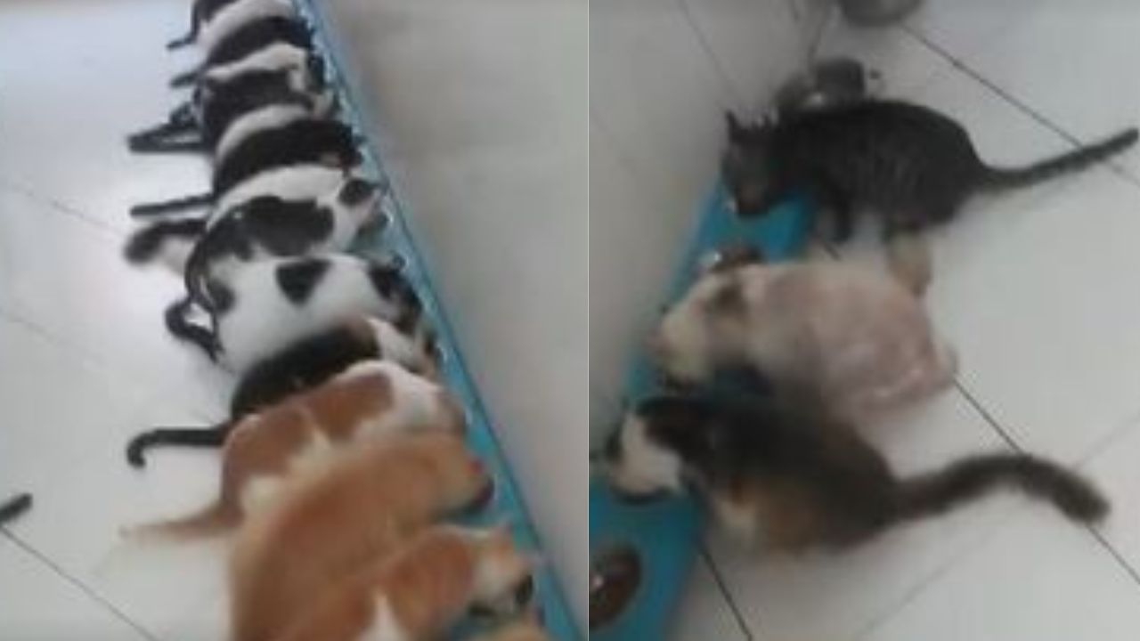 Ex-marido invade casa de arquiteta e furta 19 de seus gatos