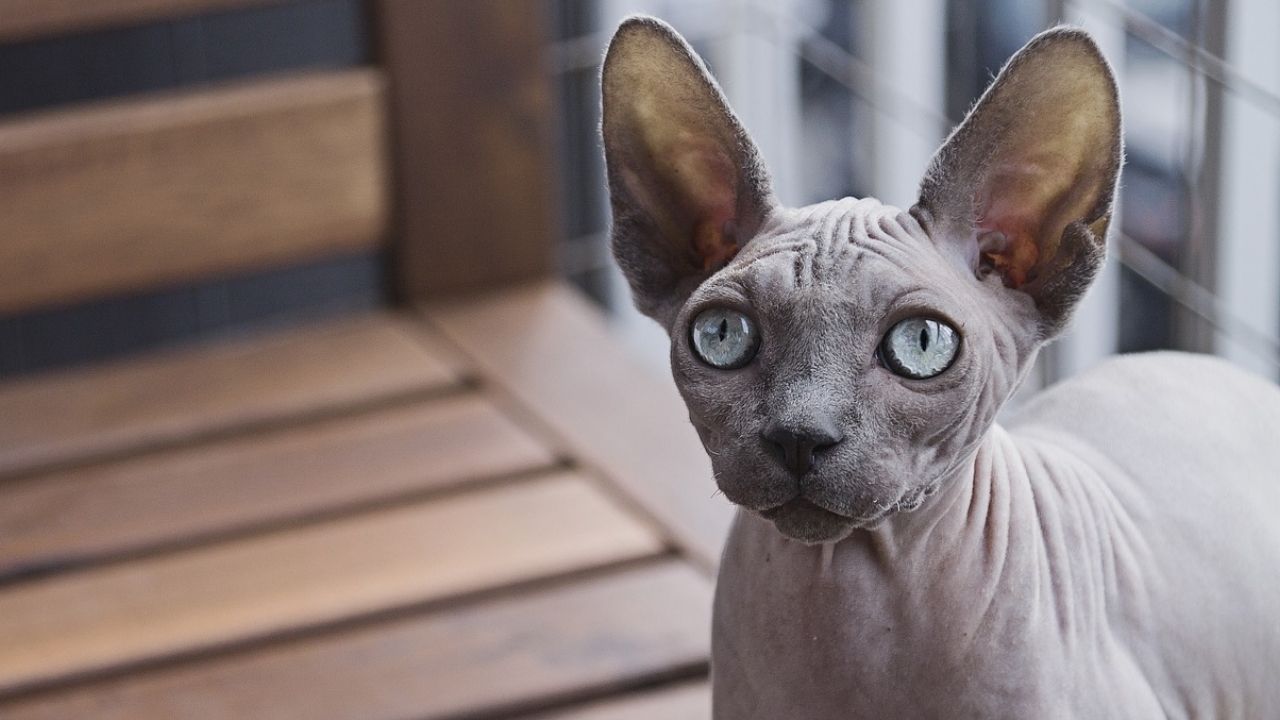 Mulher teria amamentado gato a bordo de avião