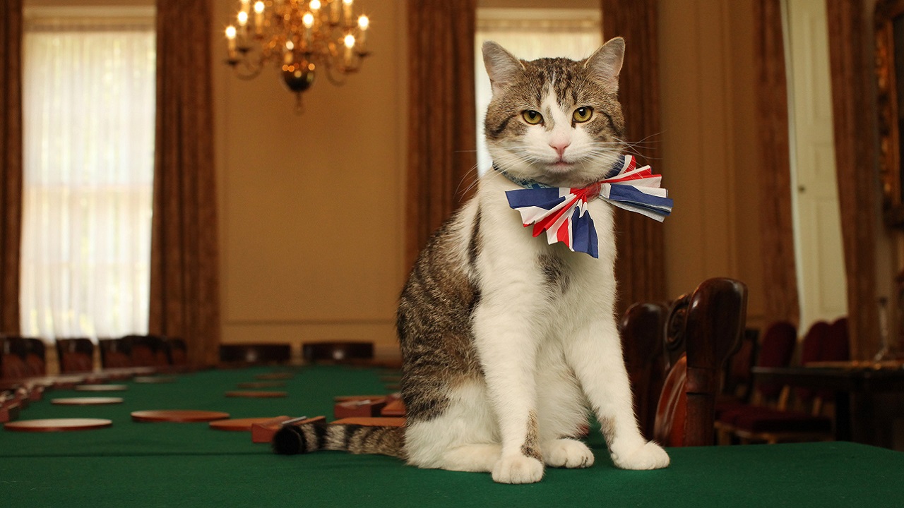 Larry, o curioso gato da sede do governo britânico