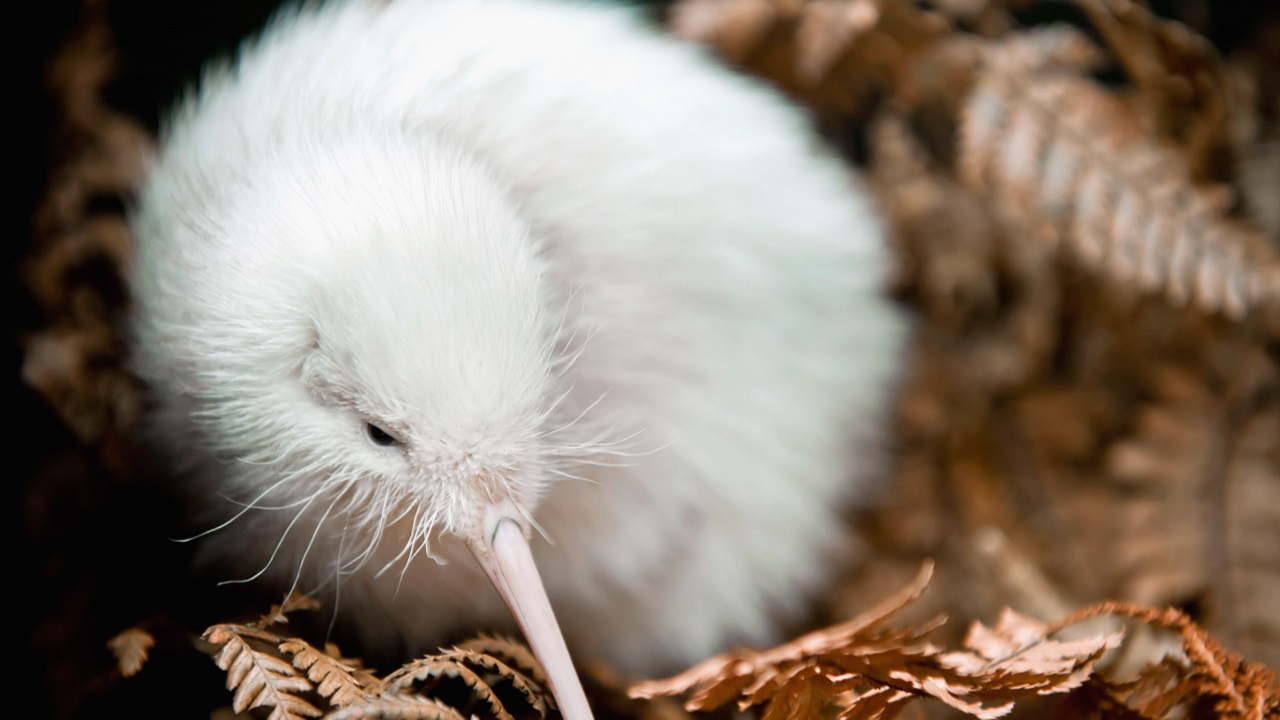 Manukura, raro kiwi branco, morre na Nova Zelândia