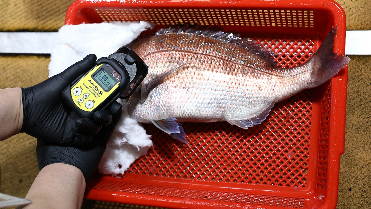 Peixes de Fukushima possuem níveis exorbitantes de radioatividade