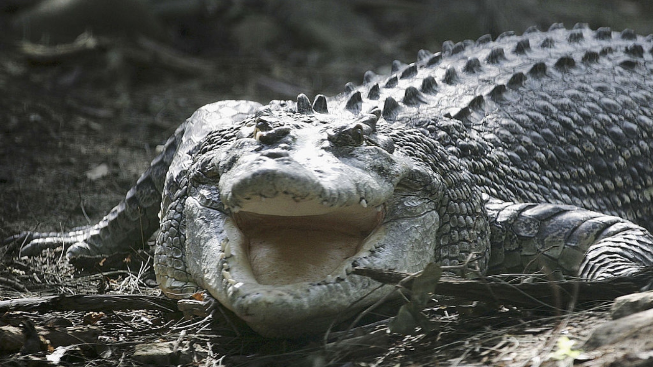 Crocodilo ataca mulher após grupo posar para foto em Gana; veja o vídeo