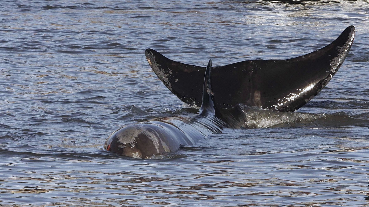 O melancólico fim da baleia encalhada no rio Tâmisa, em Londres