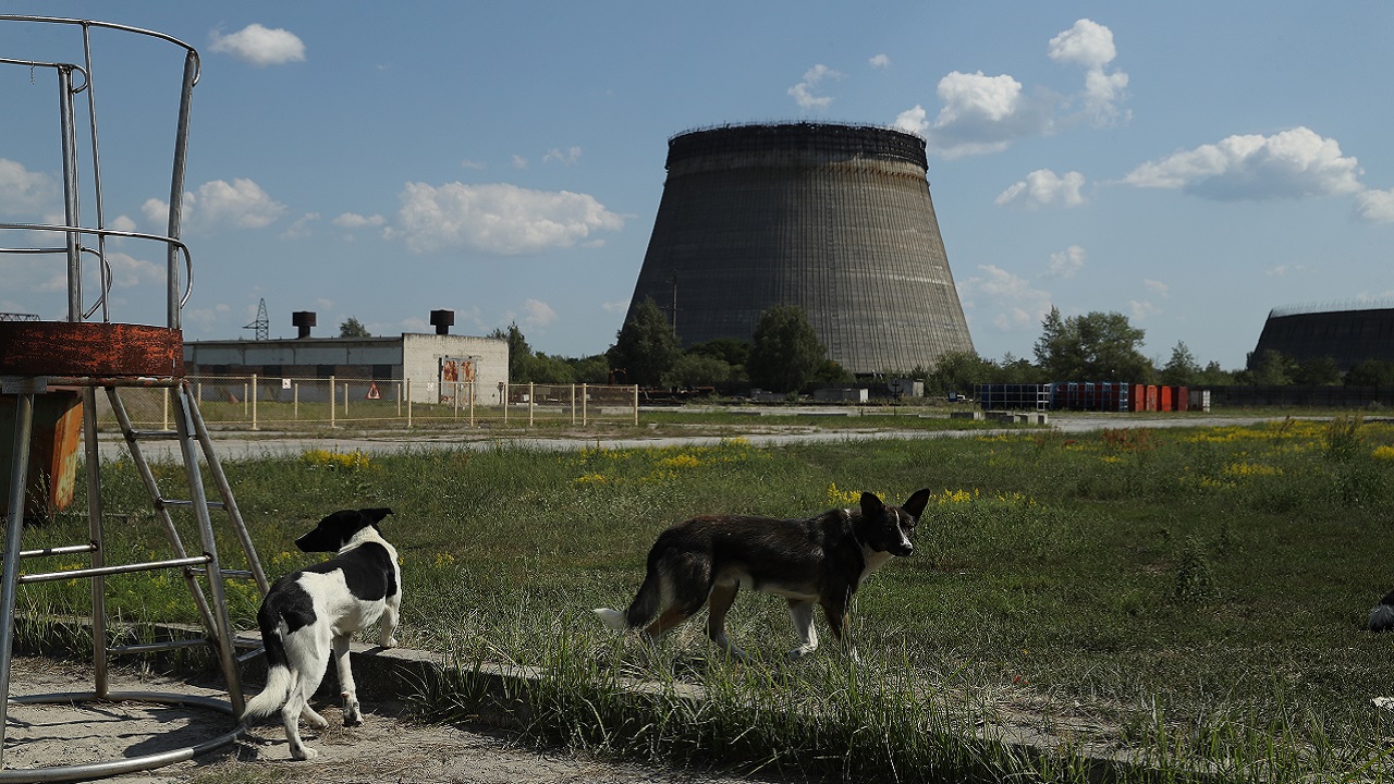 Cães de Chernobyl possuem diferenças genéticas, mas não por conta da radiação