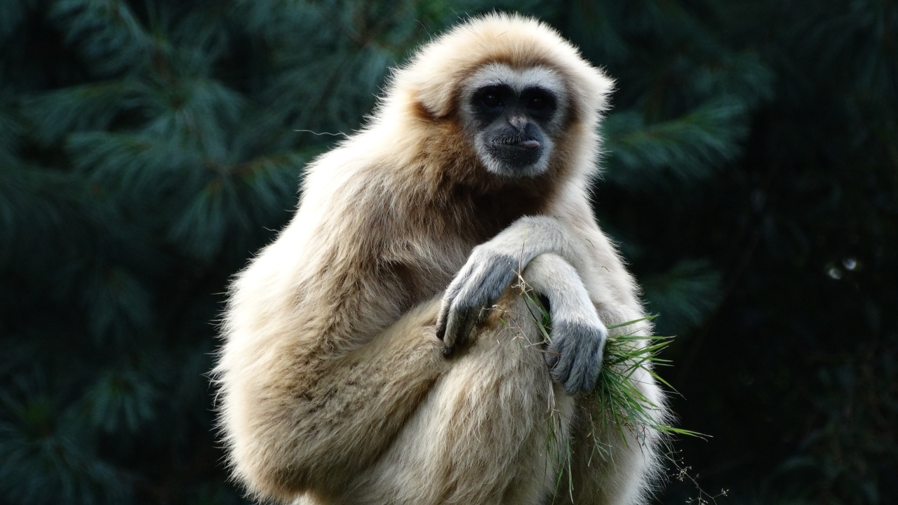 Nova espécie de macaco que viveu há 13 milhões de anos na Índia é descoberta por pesquisadores