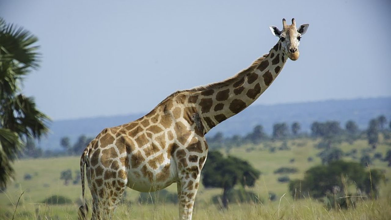 No Quênia, girafas raras morrem eletrocutadas por cabos de energia baixos