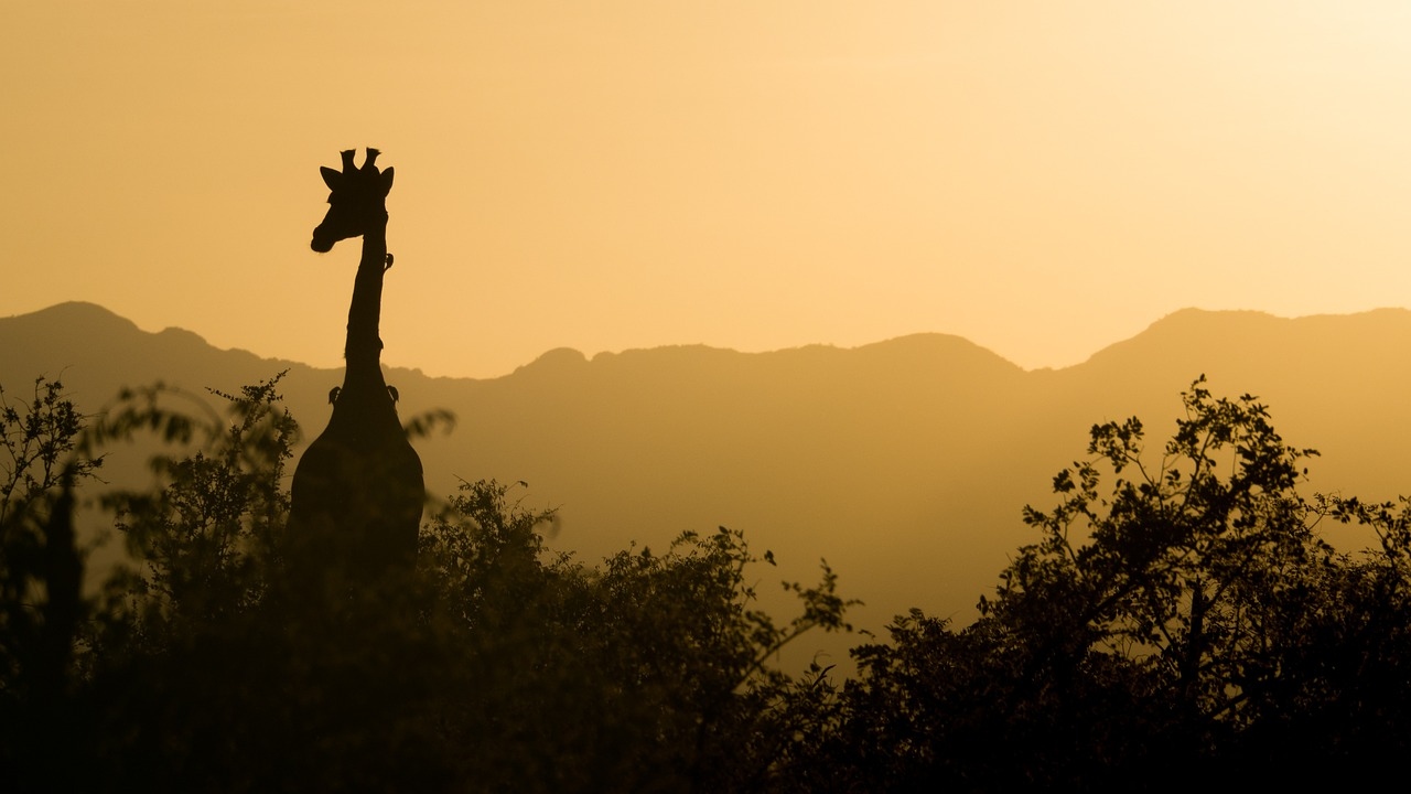 Girafa sem manchas é fotografada em zoológico dos Estados Unidos; veja