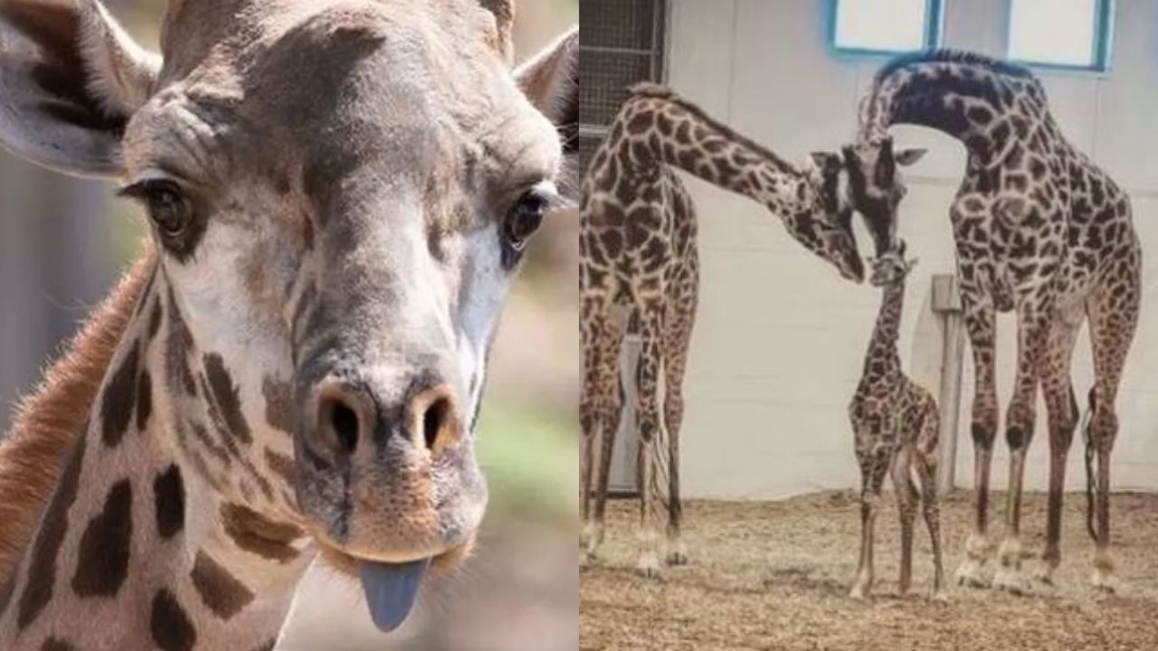 Girafa de espécie mais alta do mundo morre ao quebrar pescoço