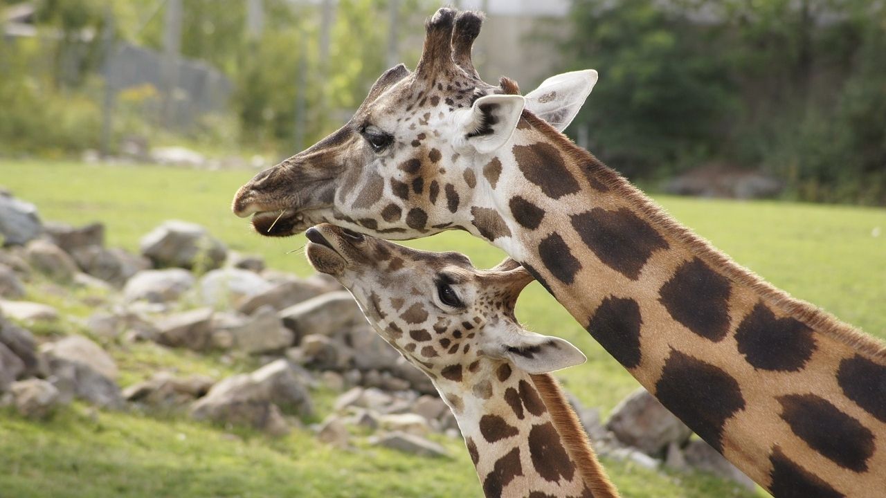 No Quênia, desemprego e fome levam ao aumento da caça de girafas