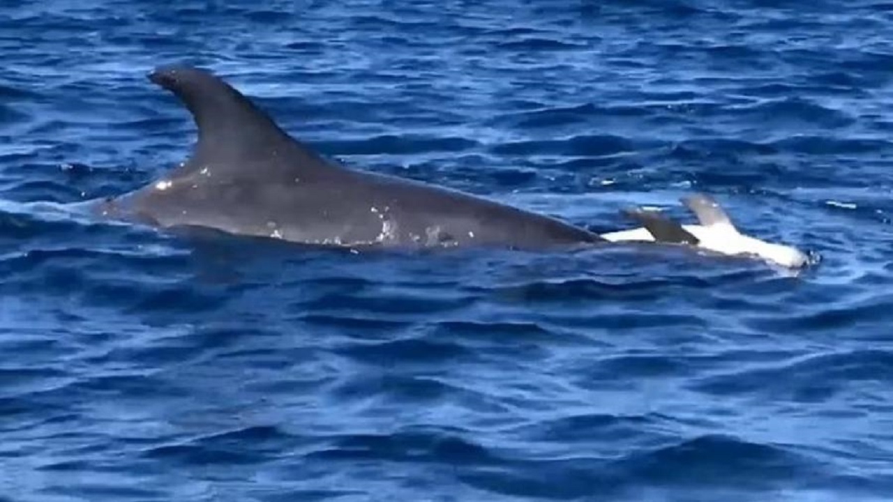 Momento de luto de mãe golfinho com seu filhote é registrado e emociona