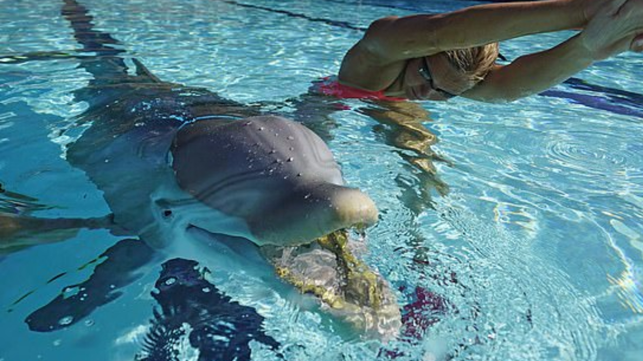 Golfinhos robô podem substituir os animais de verdade em parques