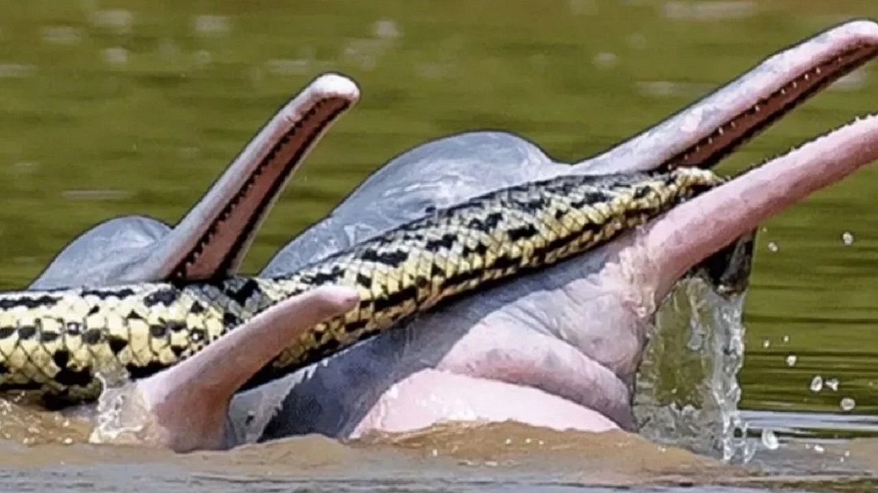 Golfinhos são flagrados brincando com anaconda em suas bocas