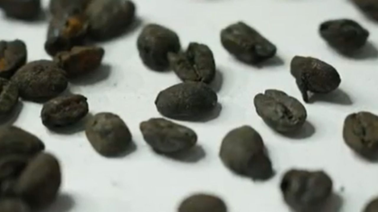 Grãos de café preservados da década de 1850 são encontrados na Austrália