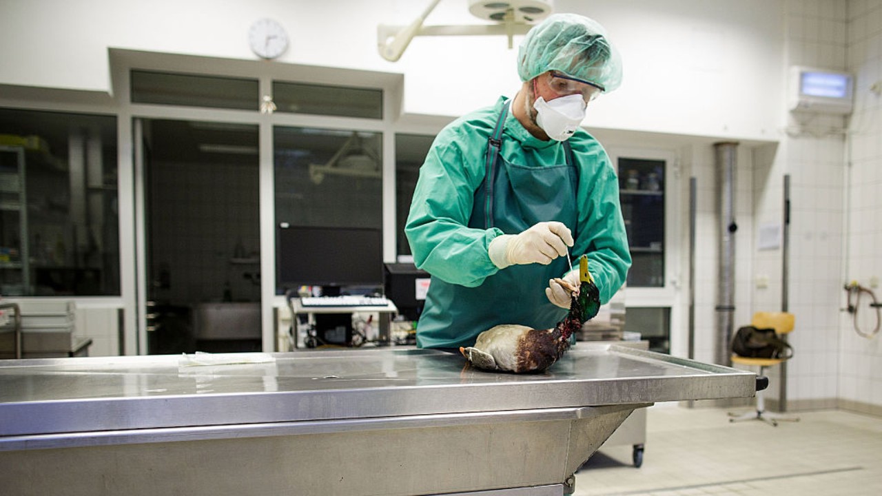 China relata primeira morte humana por vírus da gripe aviária