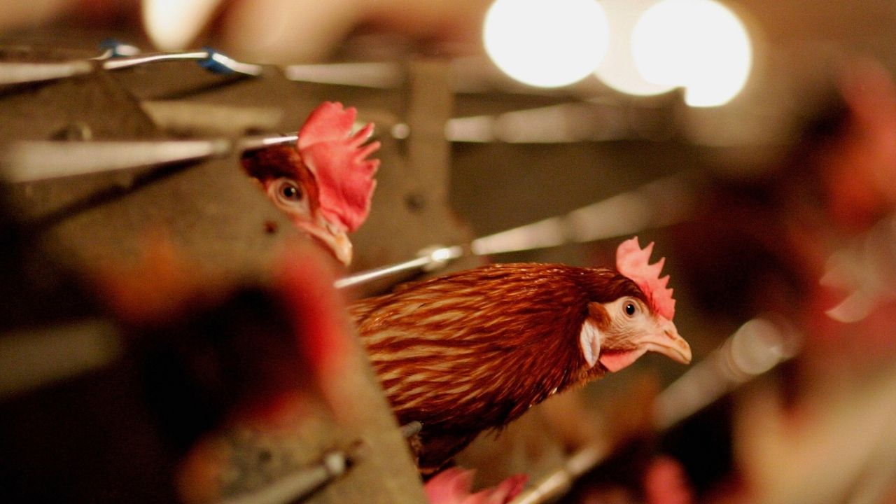 Após confirmação de morte causada por gripe aviária, Índia investiga o caso