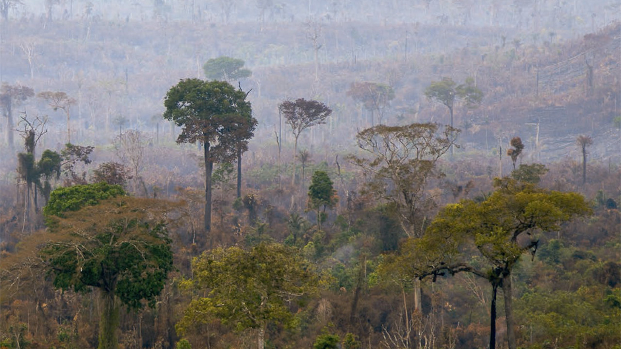 “Guardiões da floresta”: indígenas saem em operação contra madeireiros no Pará