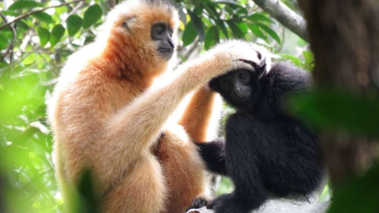 O macaco mais raro do mundo, o gibão Hainan, pode ser salvo da extinção
