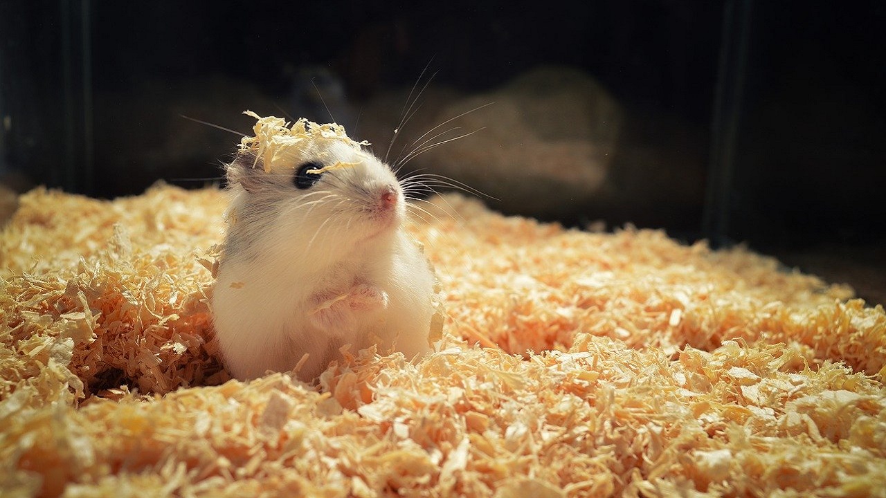 Milhares se mobilizam em Hong Kong para evitar abate de hamsters